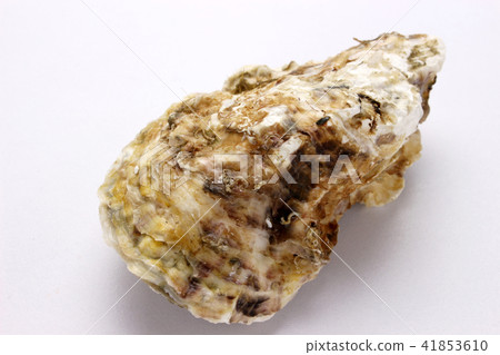 Rock oyster 41853610