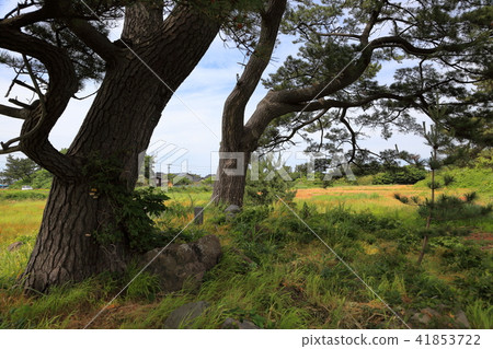 Kujukushima島之旅 41853722