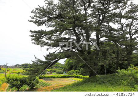 Tour of Kujukushima Island 41853724