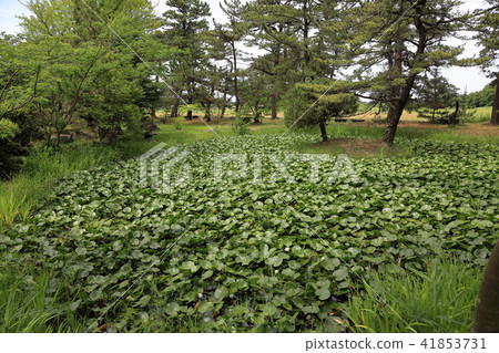 Ayazumi荷花池 41853731