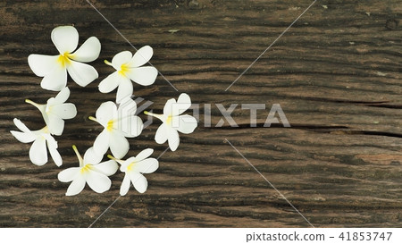 Plumeria on wood background. 41853747