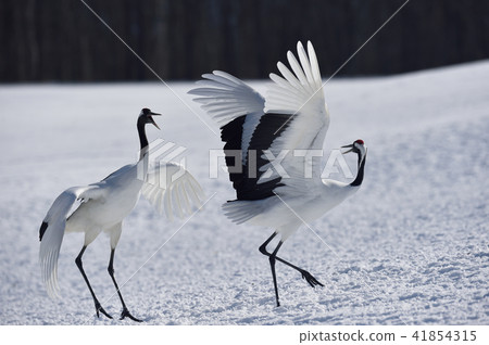Cranes dancing with two (Hokkaido, Tsurui) 41854315