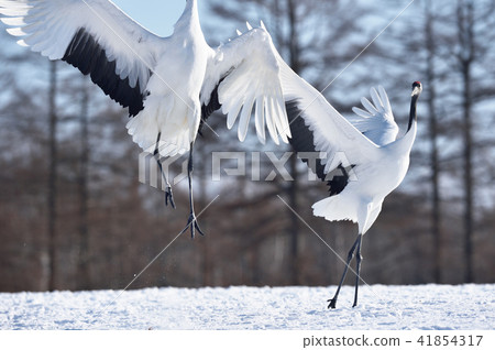 Cranes dancing with two (Hokkaido) Cranes dancing with two (Hokkaido) 41854317