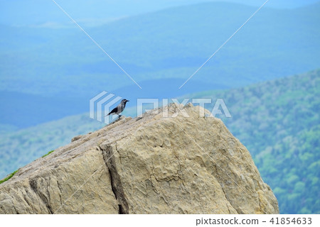 Hoshigarasu住在Hayatekei的岩石區域 41854633