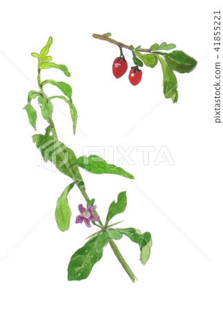 Lycium chinense Wolfberry 41855221