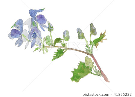 烏頭烏頭（Aconitum japonicum tricobut） 41855222