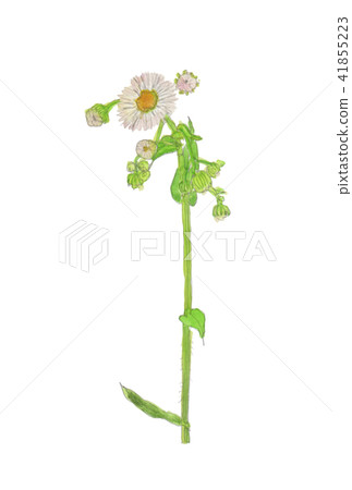 Erigeron philadelphicus Haldion 41855223