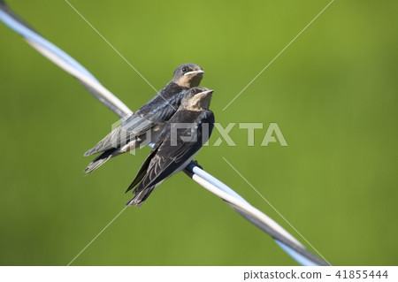 Swallow swallow 41855444