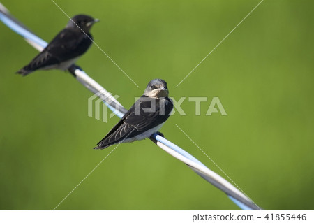 Swallow swallow Swallow swallow 41855446