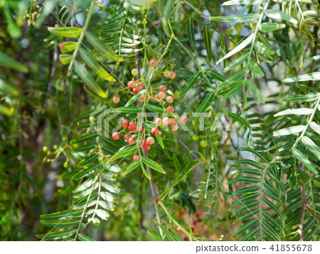 Pink peppercorn (baie rose, pink berry). Pink peppercorn (baie rose, pink berry). 41855678