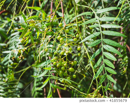 Pink peppercorn (baie rose, pink berry). Pink peppercorn (baie rose, pink berry). 41855679