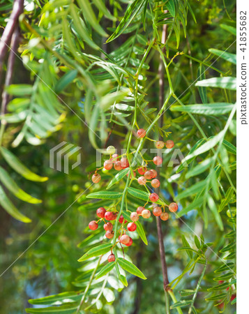 Pink peppercorn (baie rose, pink berry). Pink peppercorn (baie rose, pink berry). 41855682