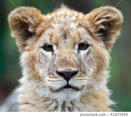 Young lion cub in the wild portrait Young lion cub in the wild portrait 41855930