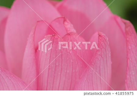 Pink lotus 41855975
