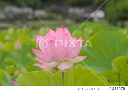 Lotus flower 41855976