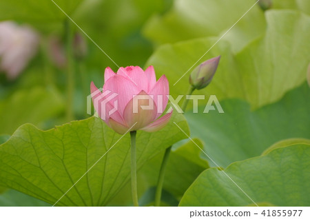 Lotus flower 41855977