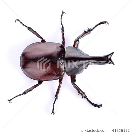 Dynastinae on a white background Dynastinae on a white background 41856152