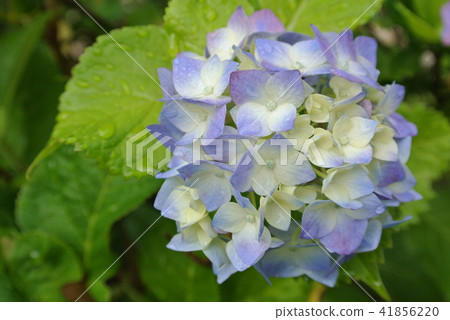 hydrangea  hydrangea 41856220