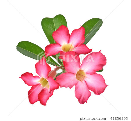 Tropical flower Pink Adenium. on white background. 41856395