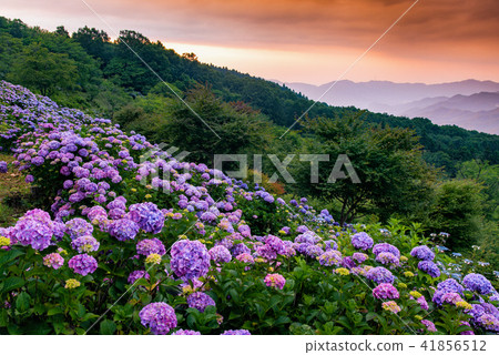 Saitama Prefecture Chichibu Beautiful Mountain Park Hydrangea 41856512