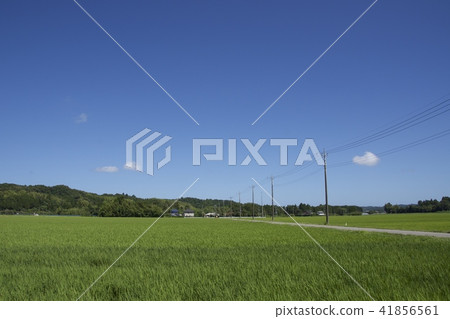 Rice field and summer sky Rice field and summer sky 41856561
