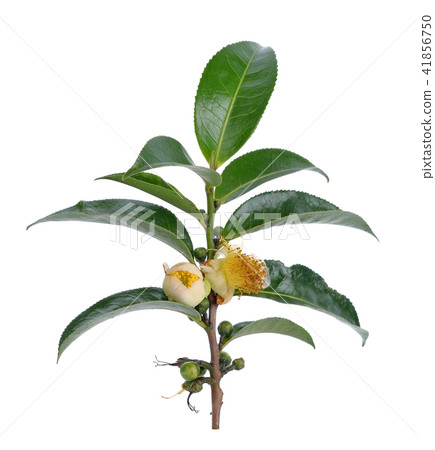 tea Flowers  on white background 41856750