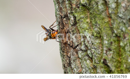 Wheatstone Wheatstone 41856769