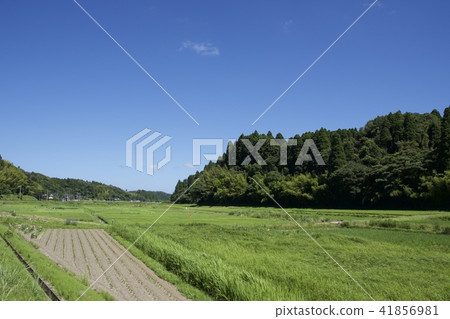 Green and summer sky Green and summer sky 41856981