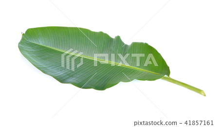 Banana leaves isolated on white background Banana leaves isolated on white background 41857161