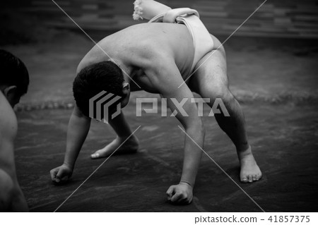 sumo, sumo wrestling, training 41857375