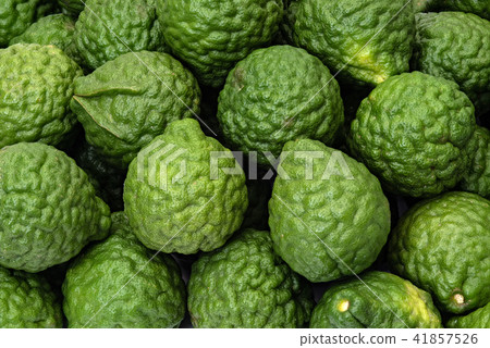 Fresh kaffir limes, fruit for herbal products Fresh kaffir limes, fruit for herbal products 41857526