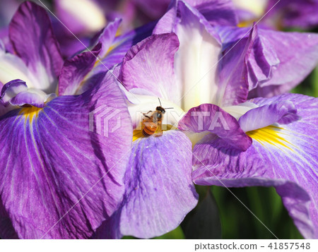 Hana shawab and bee 41857548