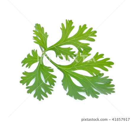 parsley isolated on white background. 41857917