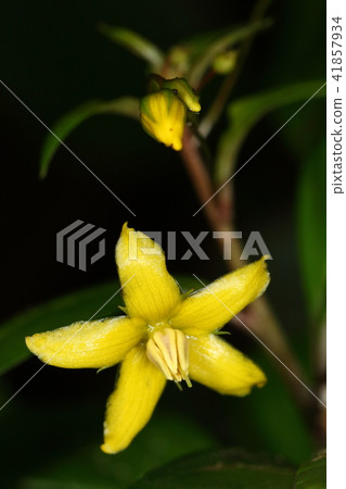 Natural plant Sorghum, warm placement perennial. It was blooming in the coastal forest of Ishigakijima Natural plant Sorghum, warm placement perennial. It was blooming in the coastal forest of Ishigakijima 41857934