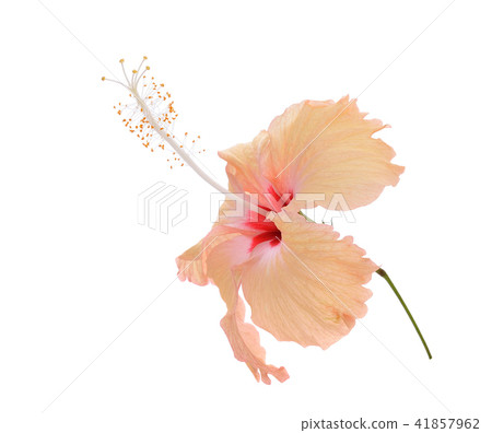 hibiscus on white background hibiscus on white background 41857962