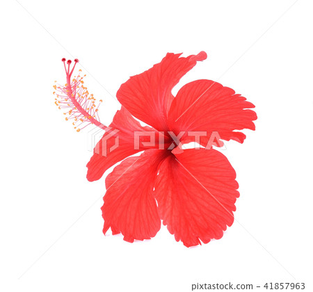 hibiscus on white background hibiscus on white background 41857963