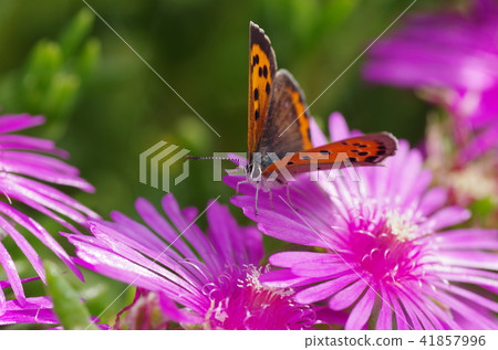 Matsubagaku and Benifid Butterfly 41857996