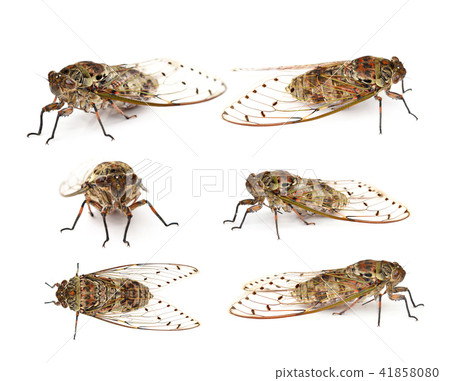 cicada isolated on white background cicada isolated on white background 41858080