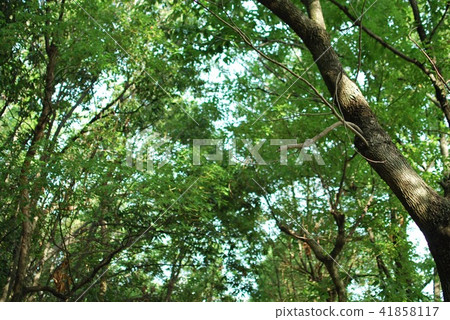 Roadside tree  41858117