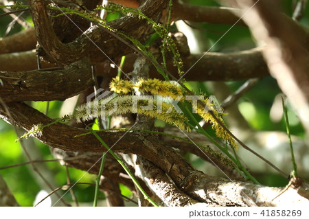 Natural plant Kou Shun Modamama, actually it is huge, but the flower is a brush or a cat grumbling. I do not notice it being high 41858269