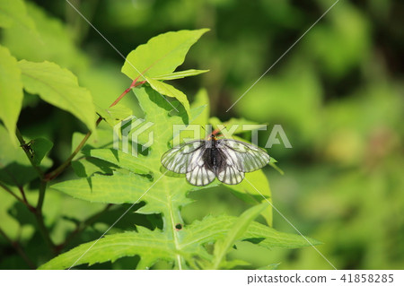 烏蘇巴族 烏蘇巴族 41858285