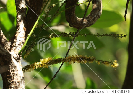 天然植物寇順莫達馬，是一種花。細長的花莖隨著與樹冠交織在一起的葡萄藤隨意生長 41858326