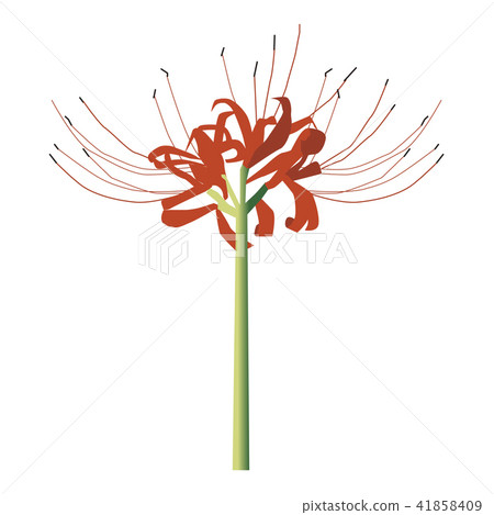 Cluster amaryllis Cluster amaryllis 41858409