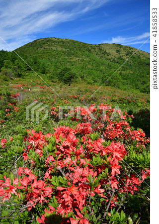 Nagano Prefecture Tohoshi City Yu no Maru Takahara full bloom Renge azalea 41858533