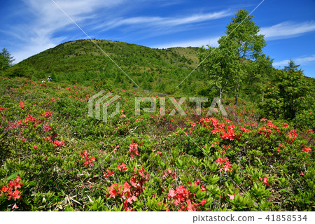 Nagano Prefecture Tohoshi City Yu no Maru Takahara full bloom Renge azalea 41858534