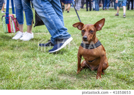 Miniature pinscher sitting on the lawn and looking 41858653