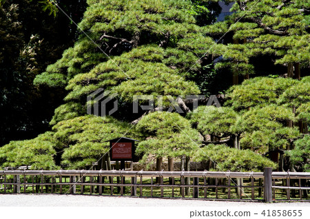 松樹東京三百年 41858655