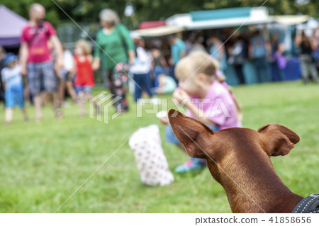 Miniature pinscher observing little girl during festival 41858656