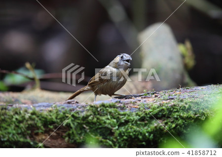 高鼻子砂漿 41858712