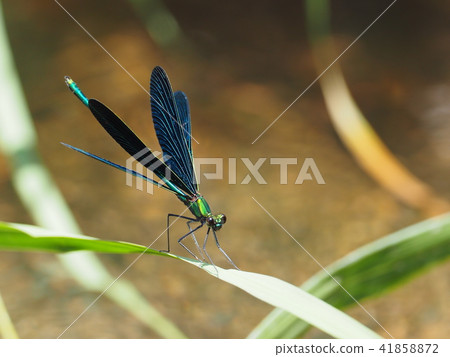 Red-tailed dragonfly Red-tailed dragonfly 41858872